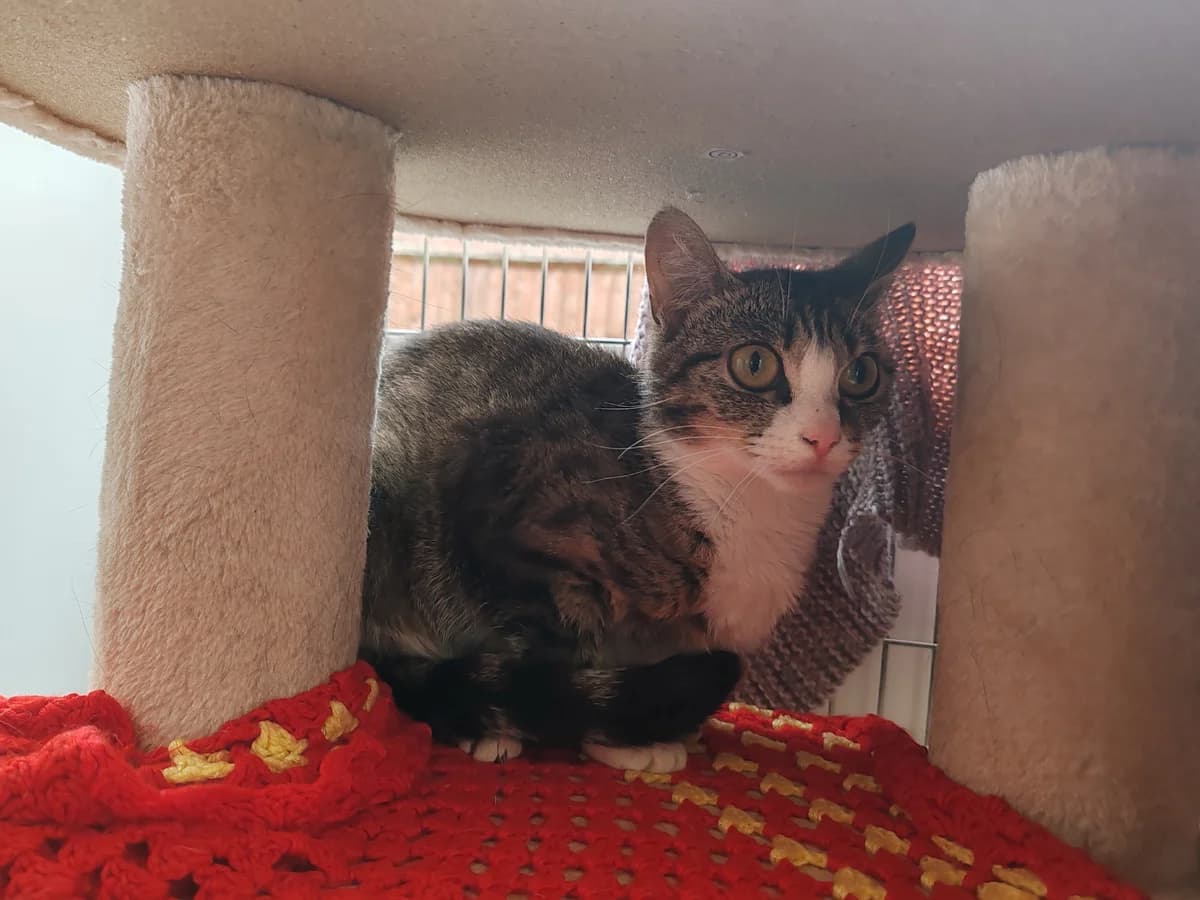 Pringle, female young mixed breed for adoption at Bath Cats and Dogs Home