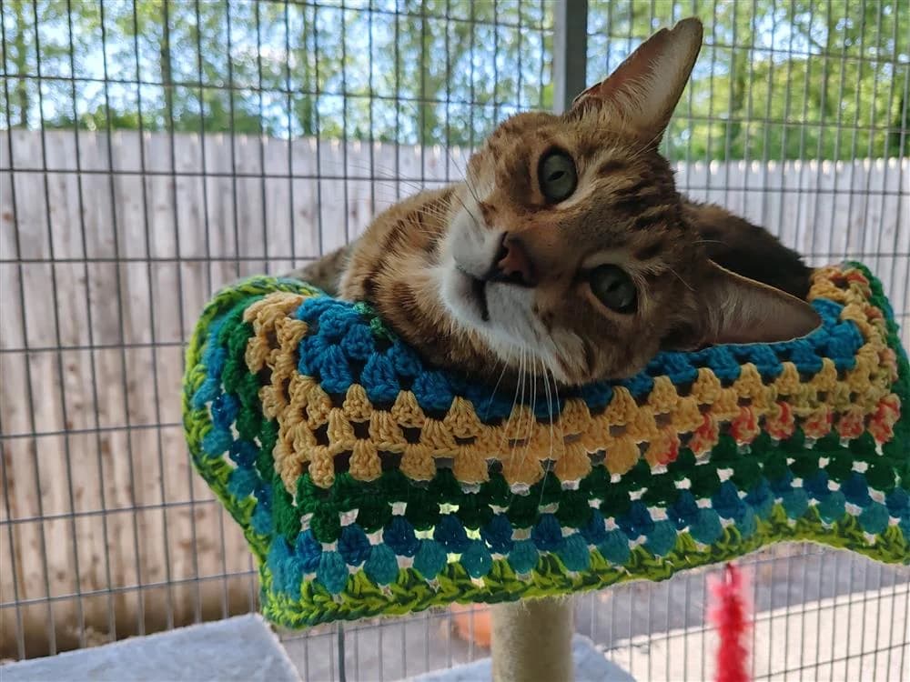 Benji, male senior Bengal for adoption at Bath Cats and Dogs Home
