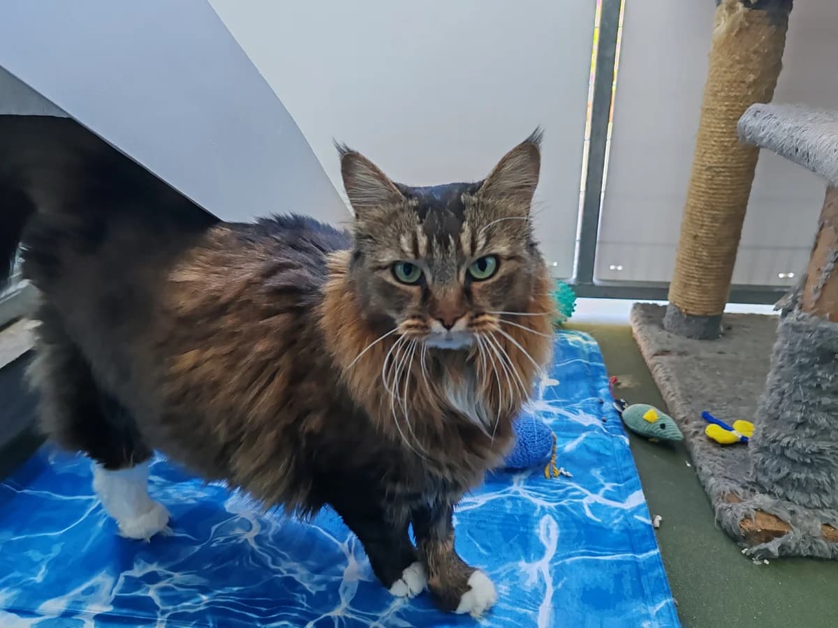 Midnight, female 5yo Mixed Breed Cat for adoption at Bath Cats and Dogs Home