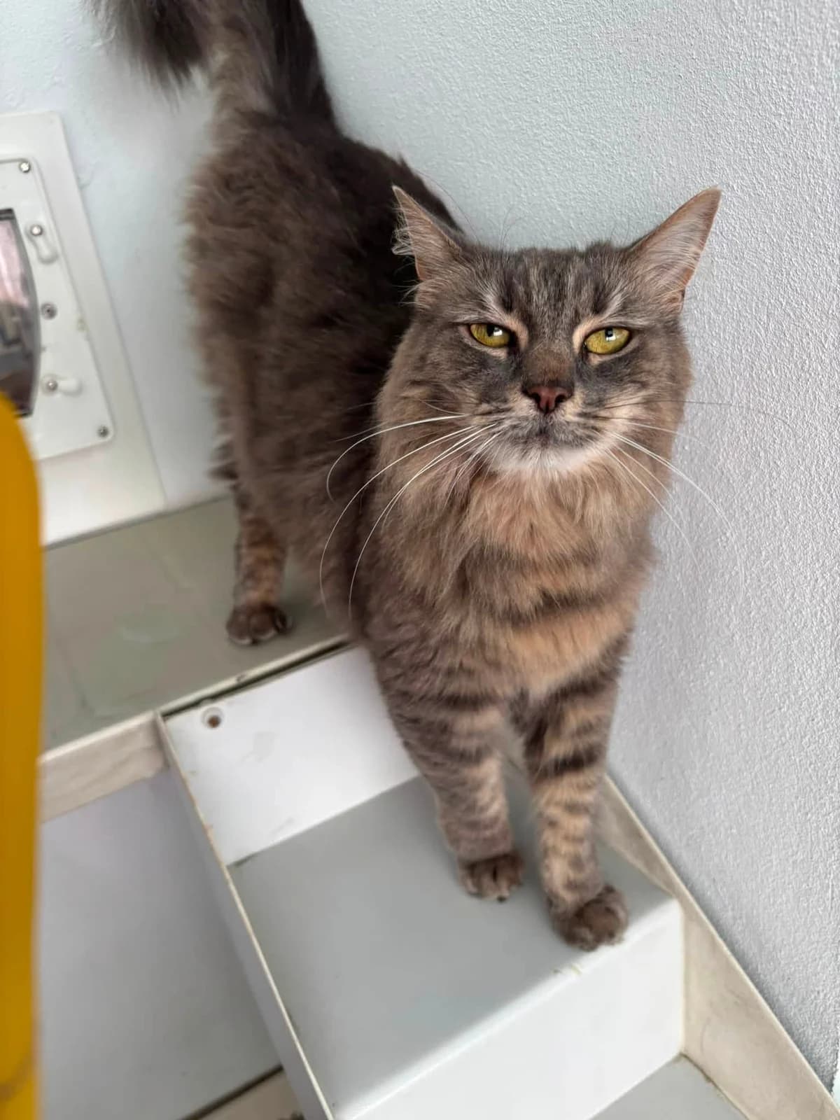 Mouse, female 4yo Mixed Breed Cat for adoption at Bath Cats and Dogs Home