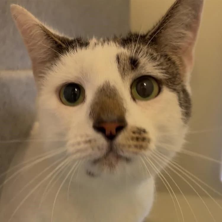 Piglet, male 4yo mixed breed for adoption at Bath Cats and Dogs Home