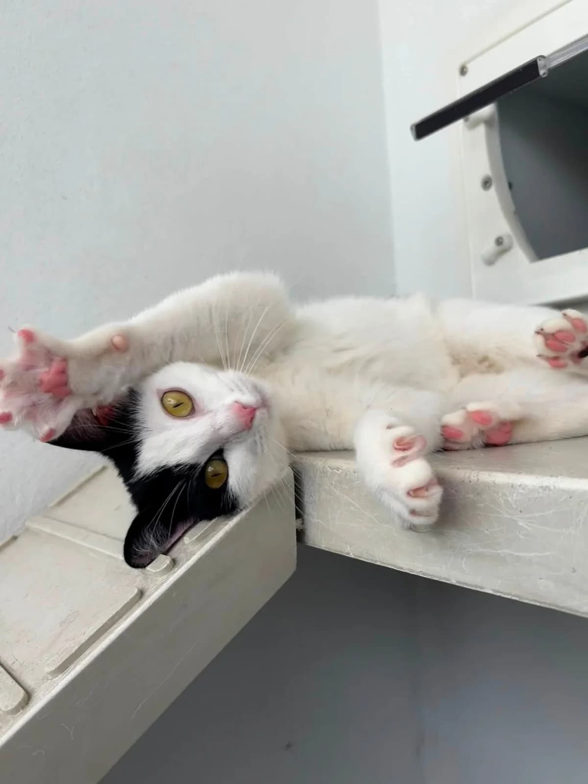 ZigZag, female young mixed breed for adoption at Bath Cats and Dogs Home