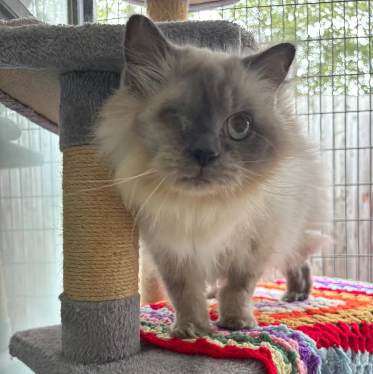Max, male senior Ragdoll for adoption at Bath Cats and Dogs Home