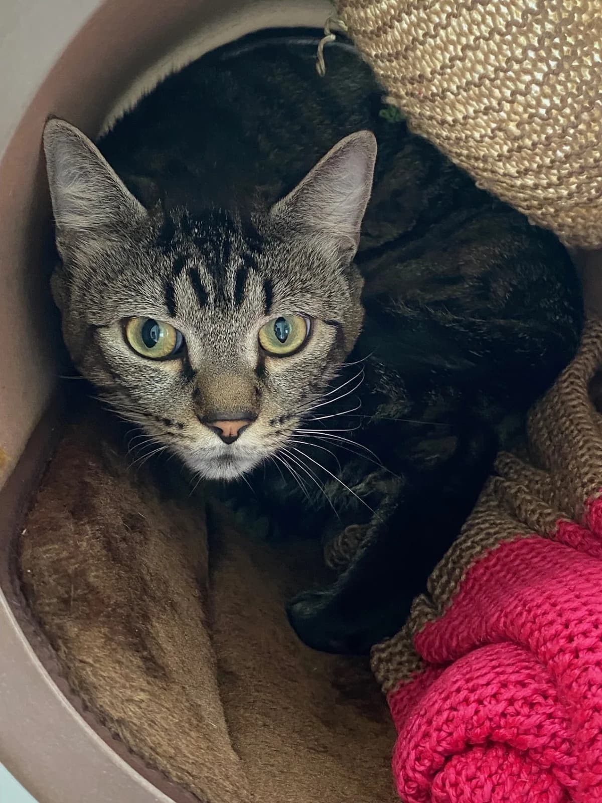 Simba, male young mixed breed for adoption at Bath Cats and Dogs Home