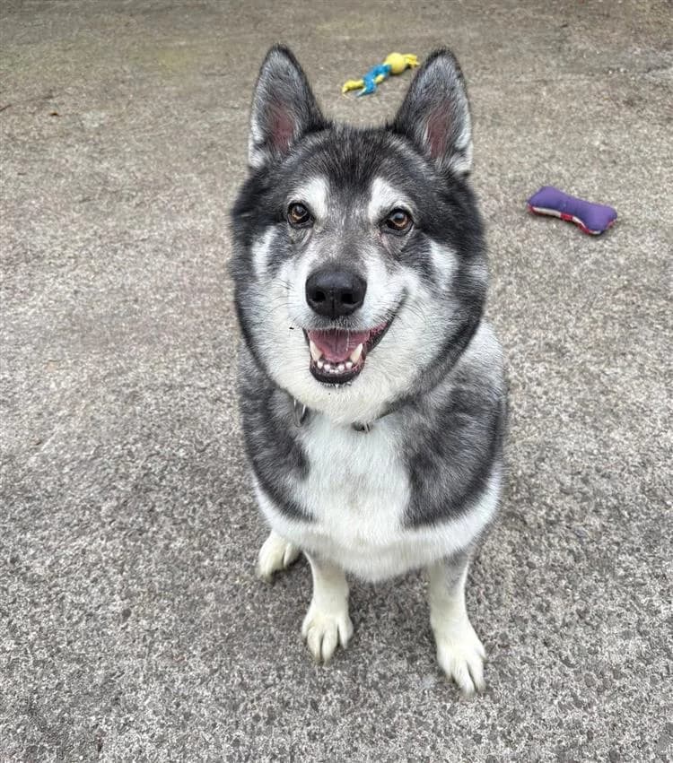 Buster, male 5yo Husky for adoption at Bath Cats and Dogs Home