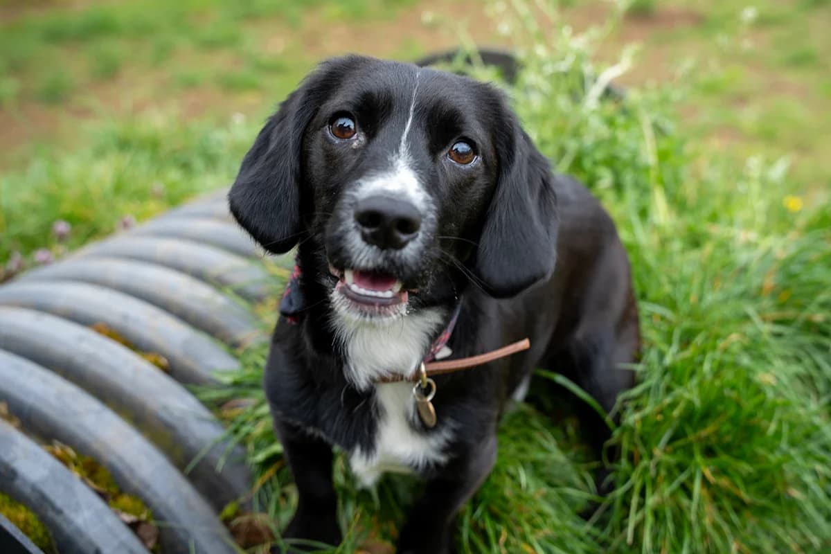 Raisin, male young Cocker Spaniel for adoption at Bath Cats and Dogs Home