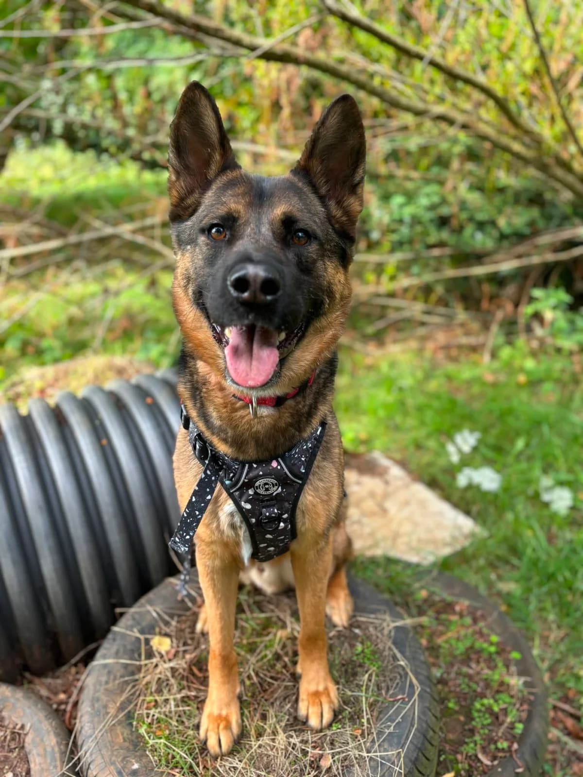 Kurt, male 3yo mixed breed for adoption at Bath Cats and Dogs Home