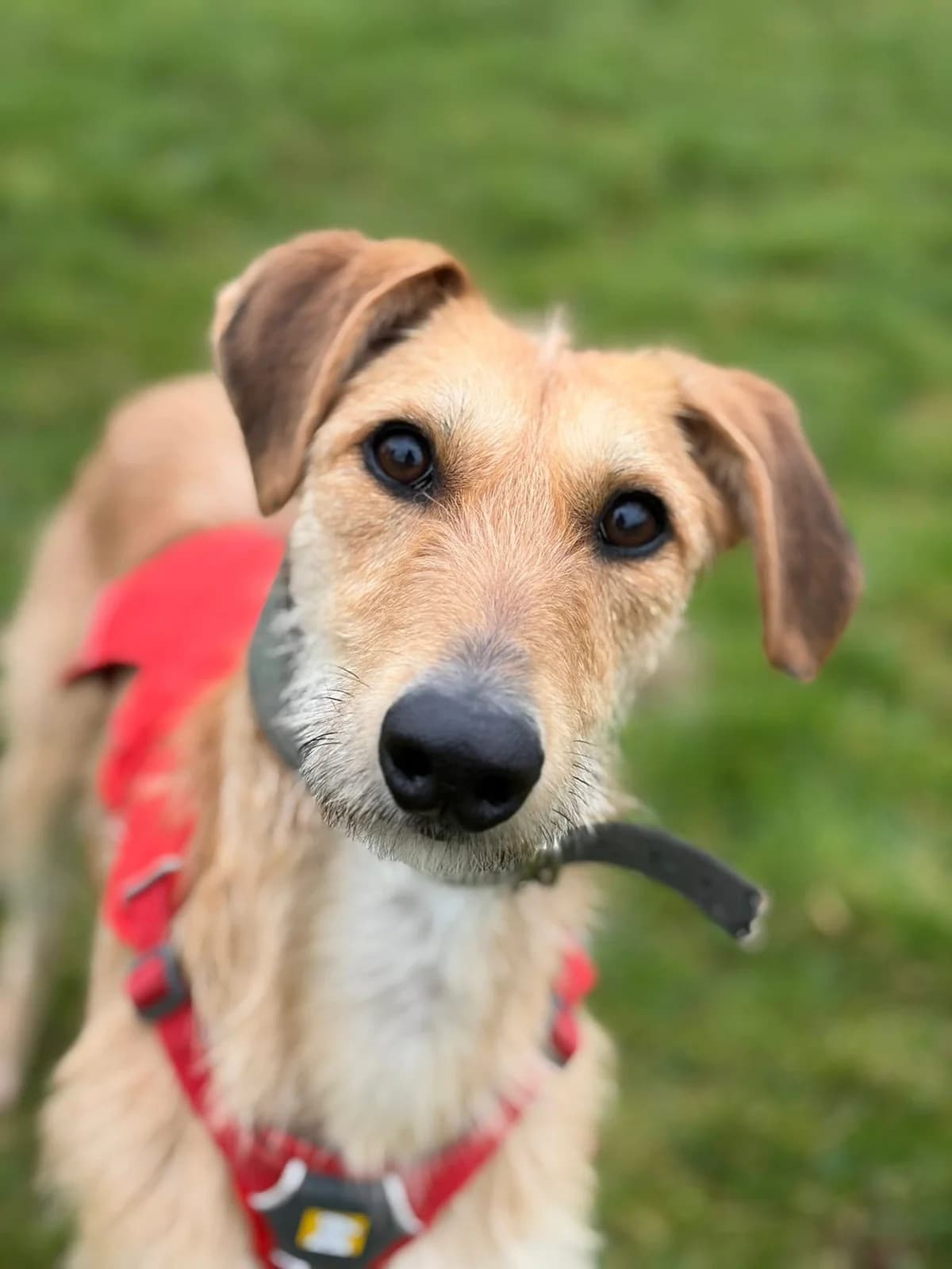 Sunny, male young Lurcher for adoption at Bath Cats and Dogs Home