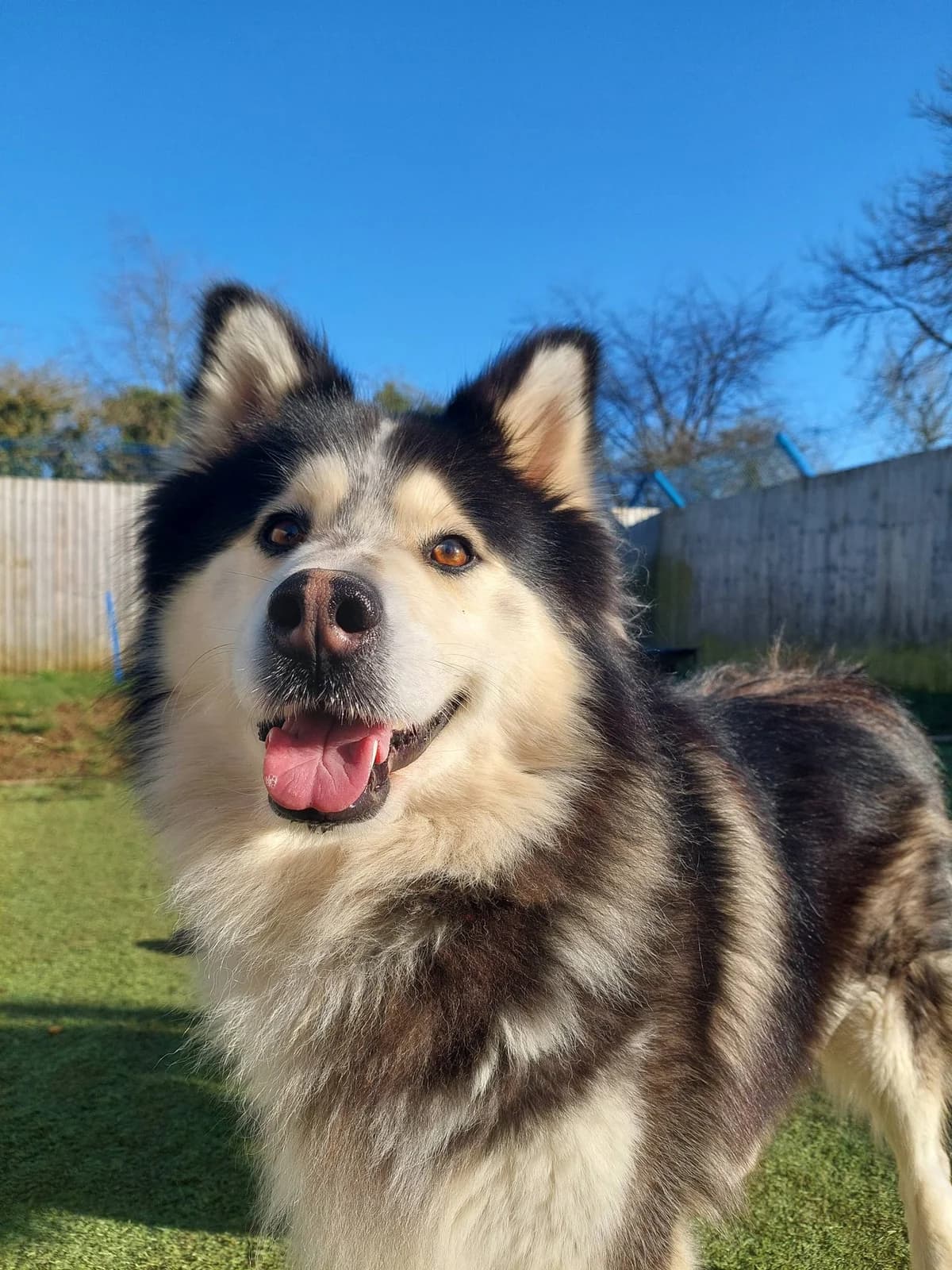 Teddy, male 4yo Alaskan Malamute for adoption at Bath Cats and Dogs Home