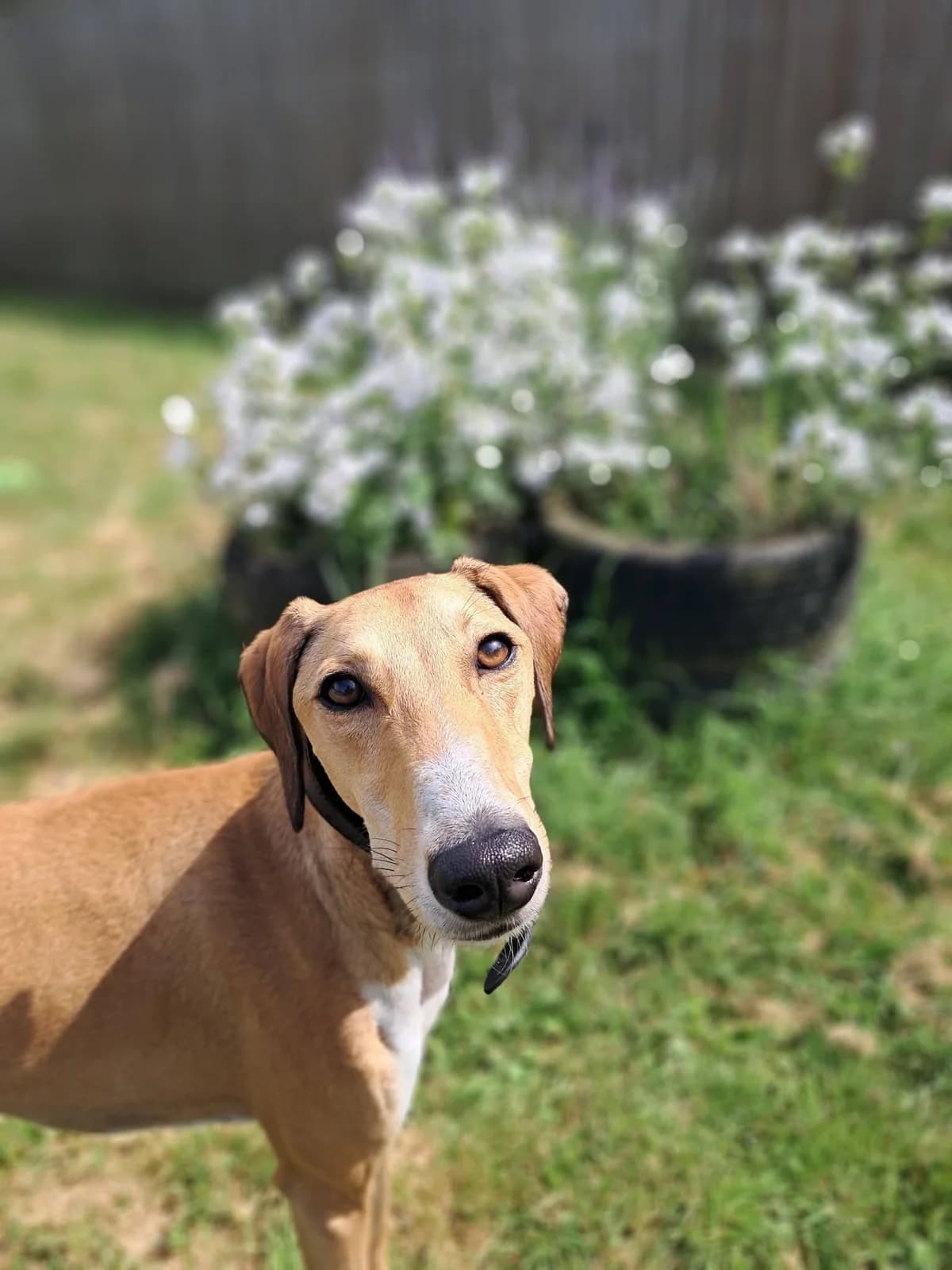 Norman, male young Lurcher for adoption at Bath Cats and Dogs Home