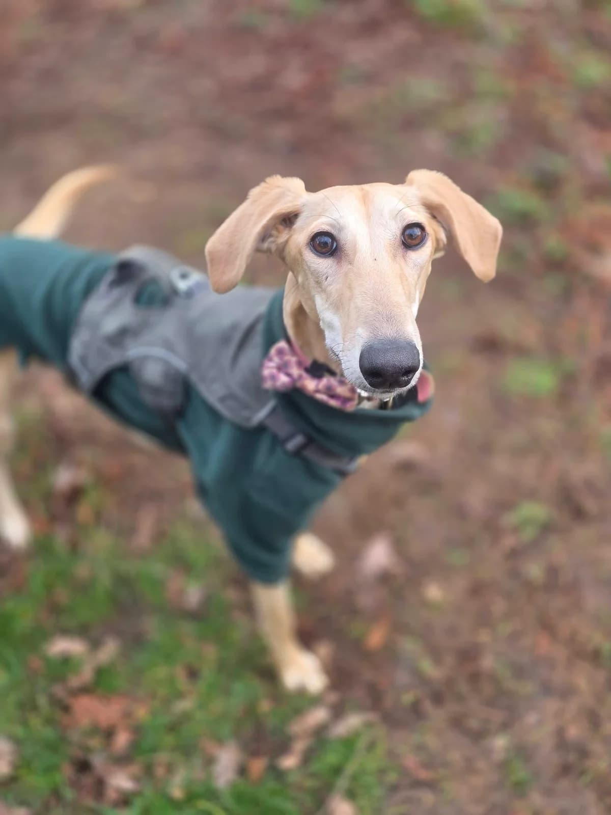 Babs, female young Lurcher for adoption at Bath Cats and Dogs Home