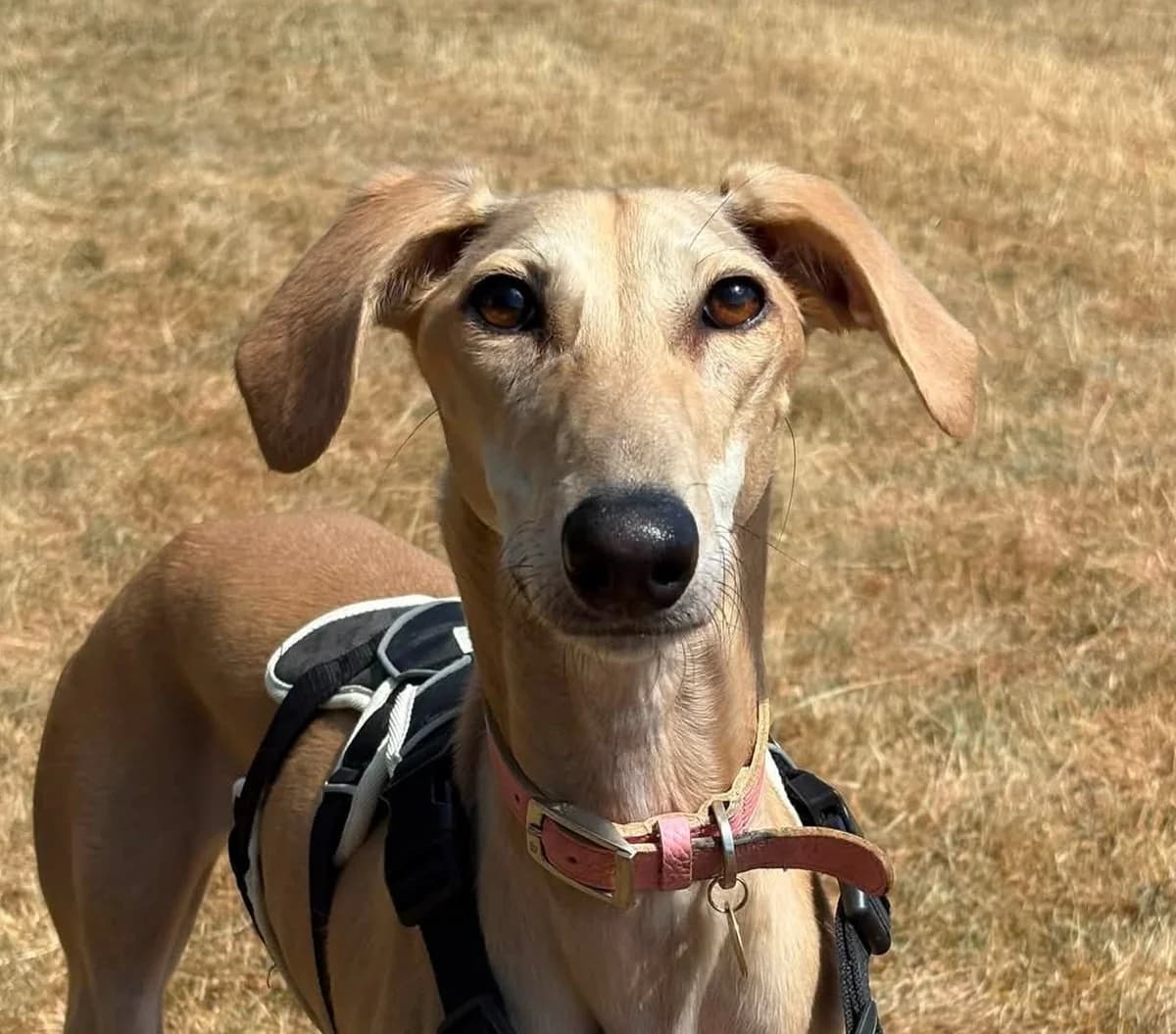 Babs, female young Lurcher for adoption at Bath Cats and Dogs Home