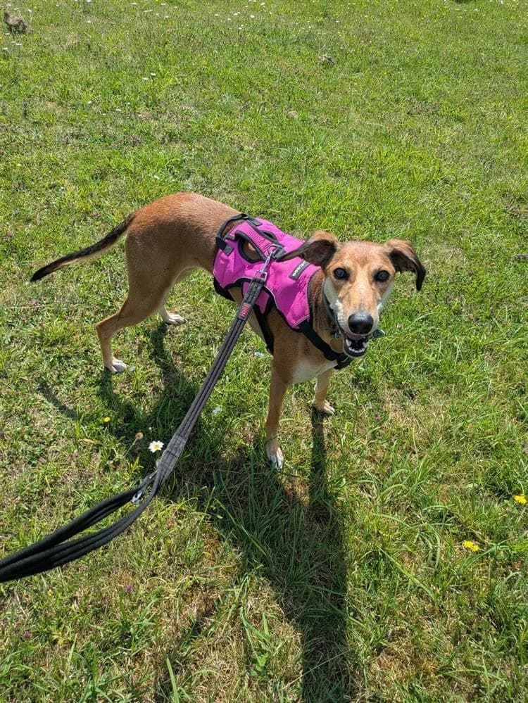 Donna, female 3yo Lurcher for adoption at Bath Cats and Dogs Home