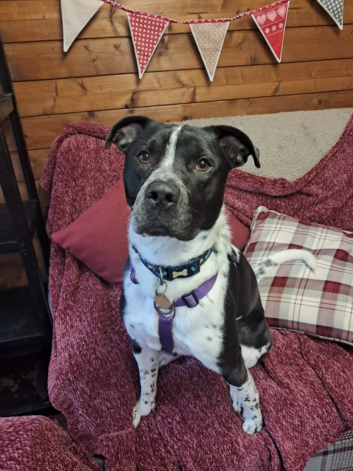 Badger, male young Staffordshire Bull Terrier for adoption at Bath Cats and Dogs Home