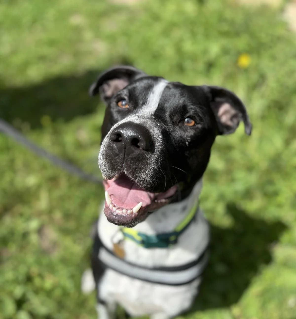 Badger, male young Staffordshire Bull Terrier for adoption at Bath Cats and Dogs Home