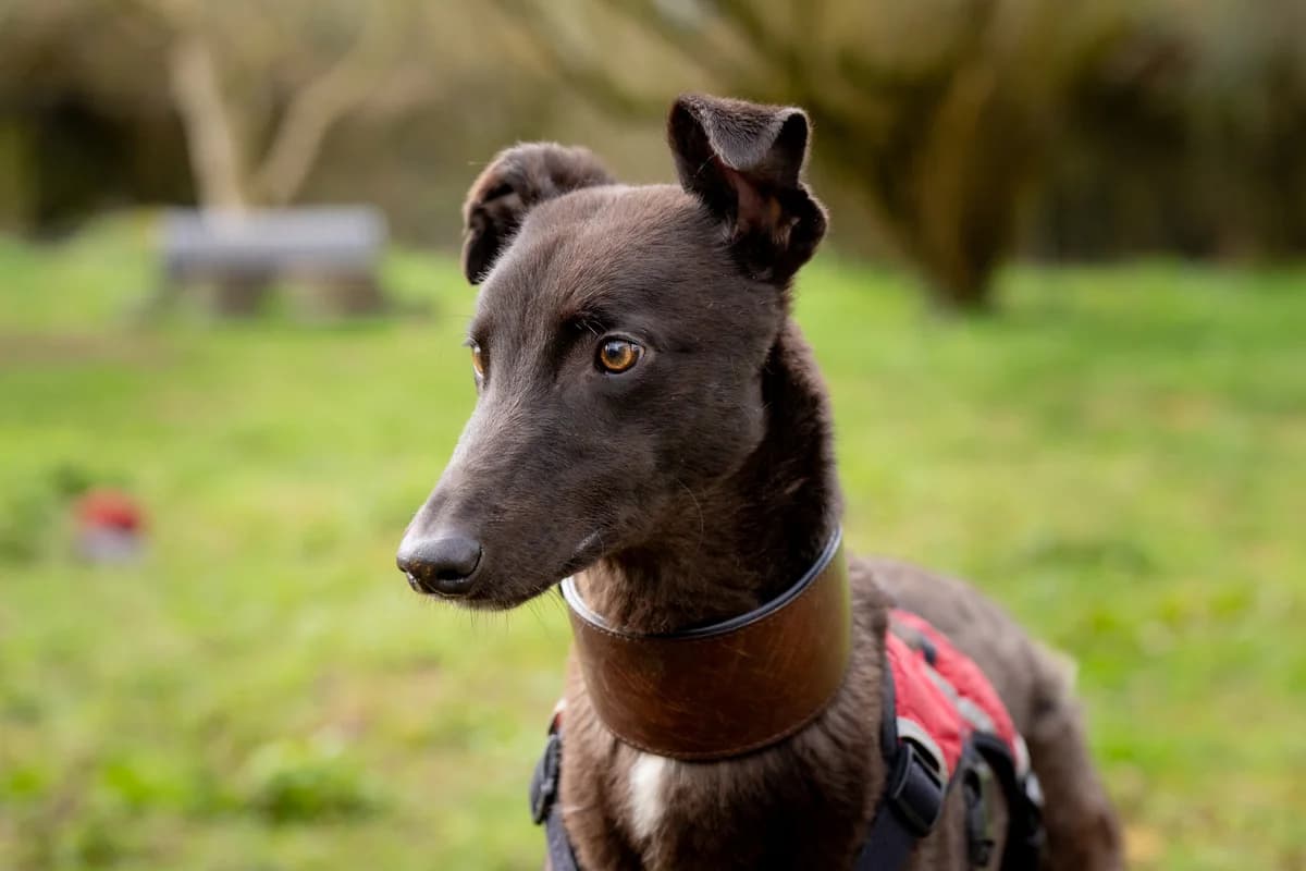 Patti, female young Lurcher for adoption at Bath Cats and Dogs Home