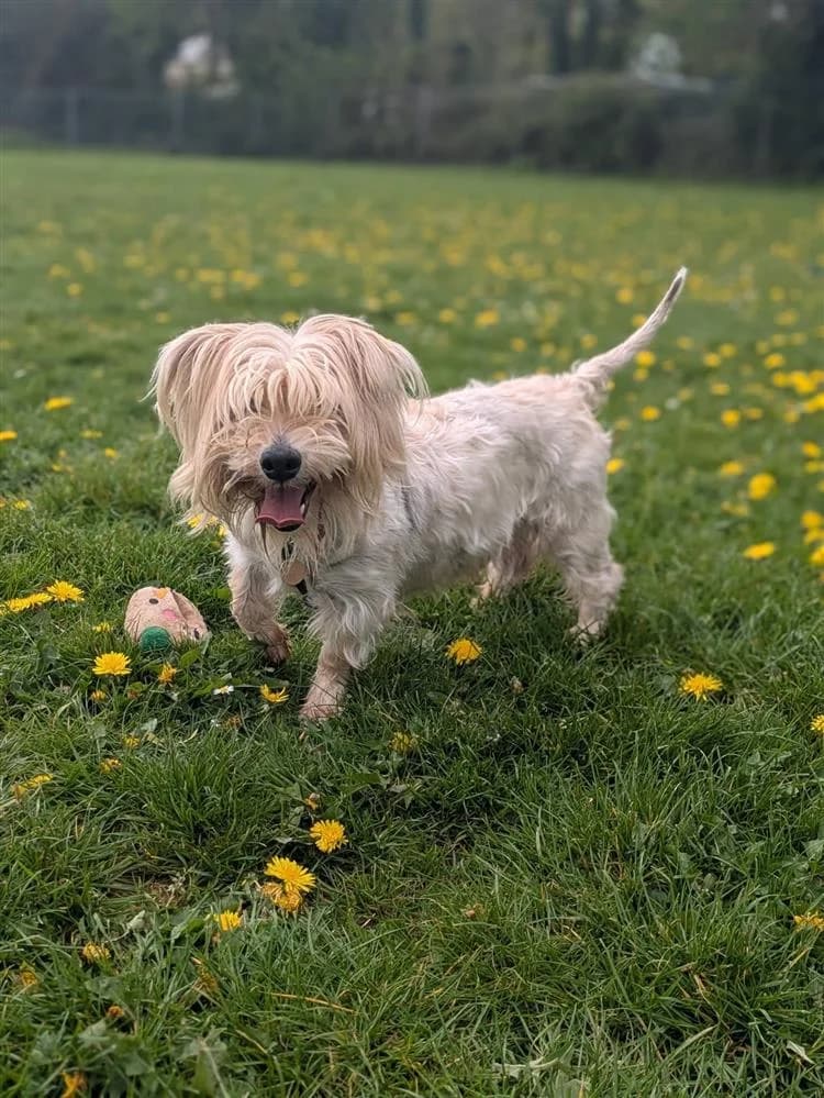 Wesley, male 3yo mixed breed for adoption at Bath Cats and Dogs Home