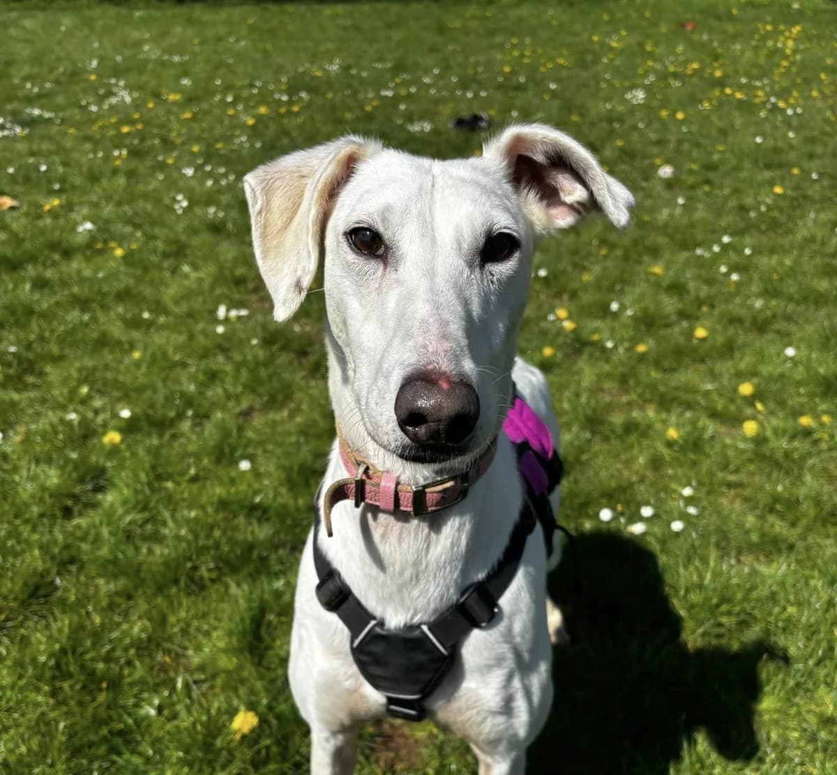 Lady, female senior Lurcher for adoption at Bath Cats and Dogs Home