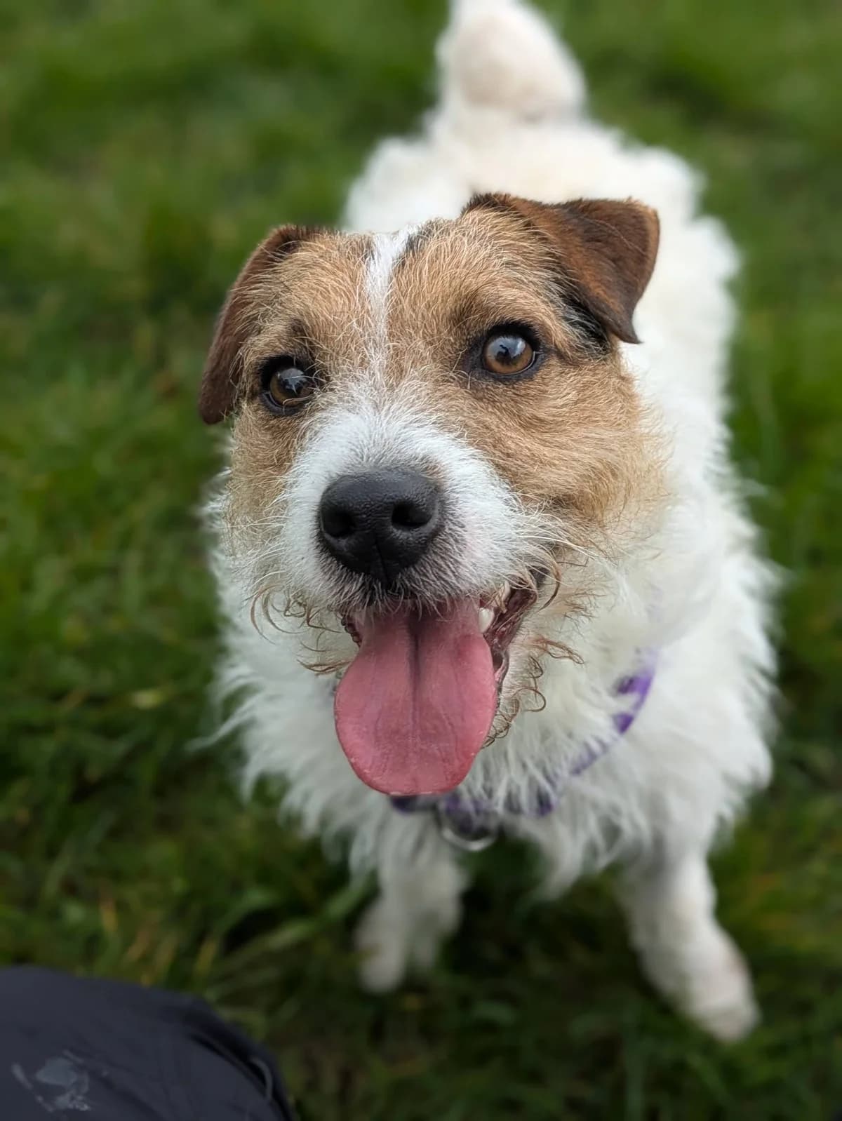 Rupert, male young Jack Russell Terrier for adoption at Bath Cats and Dogs Home