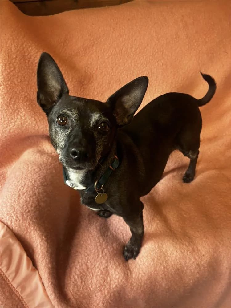 Pascoe, male senior mixed breed for adoption at Bath Cats and Dogs Home