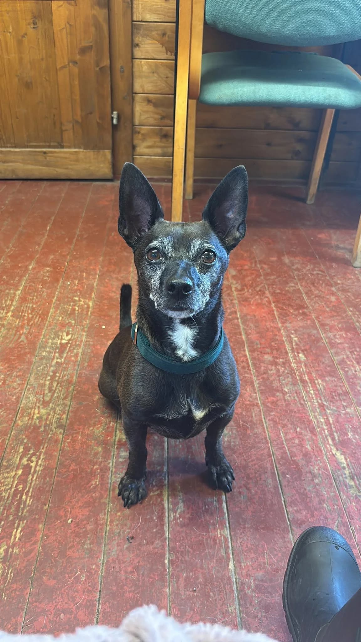 Pascoe, male senior mixed breed for adoption at Bath Cats and Dogs Home