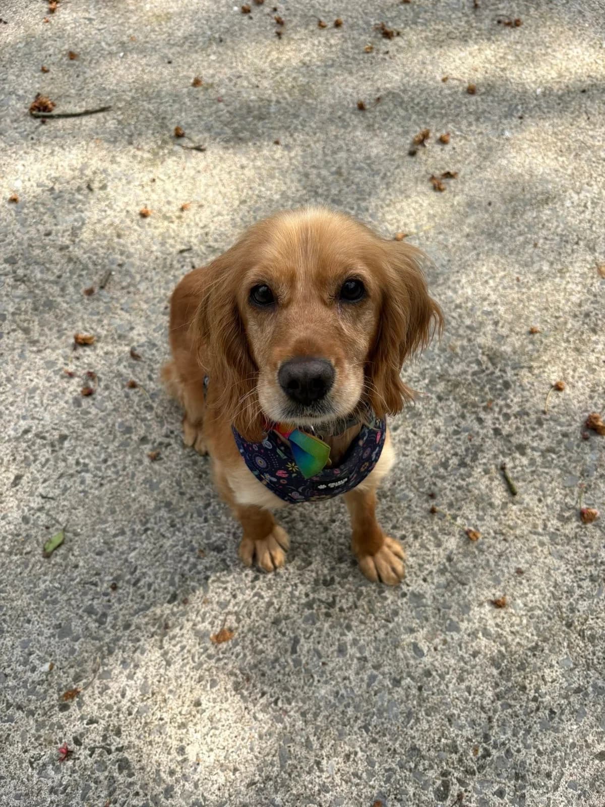 Bluebell, female 6yo Cocker Spaniel for adoption at Bath Cats and Dogs Home