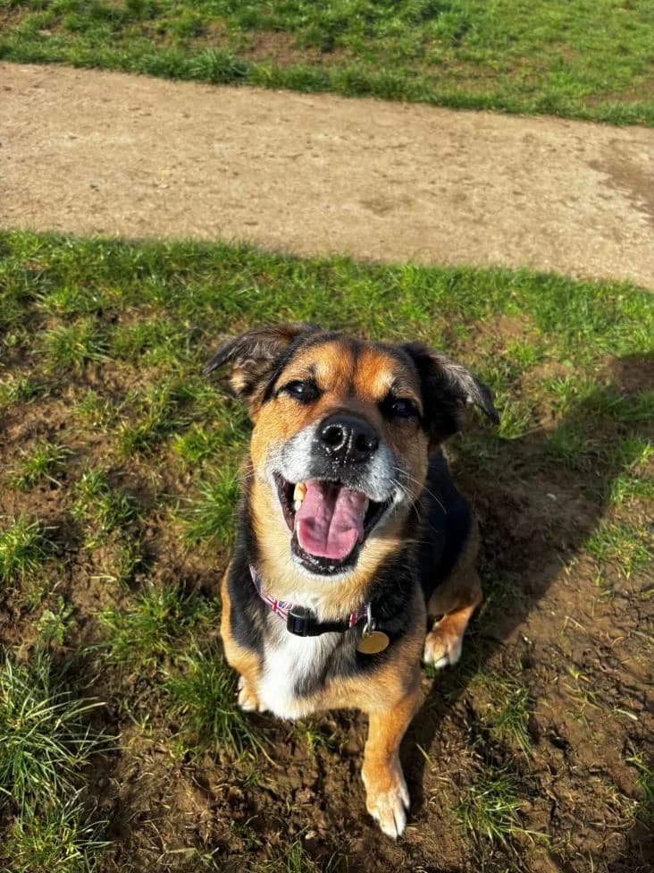 Maguire, male 7yo mixed breed for adoption at Bath Cats and Dogs Home