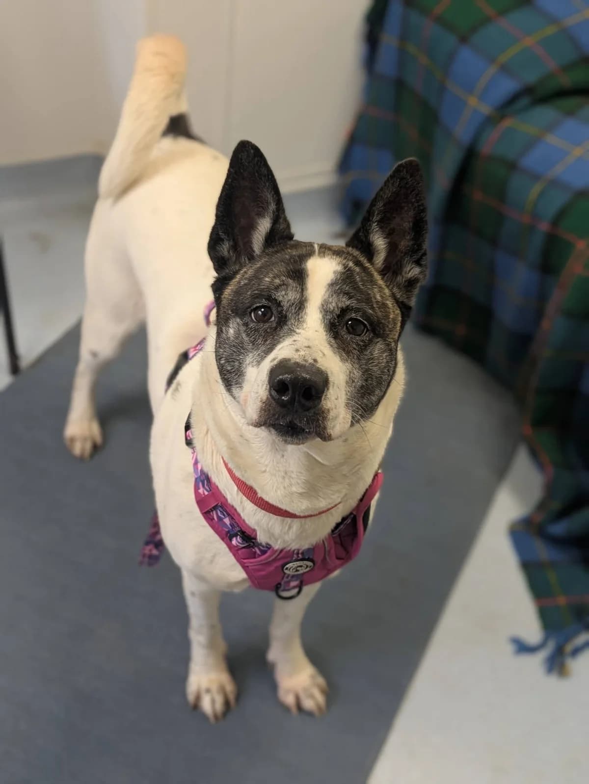 Sasha, female 6yo Akita for adoption at Bath Cats and Dogs Home