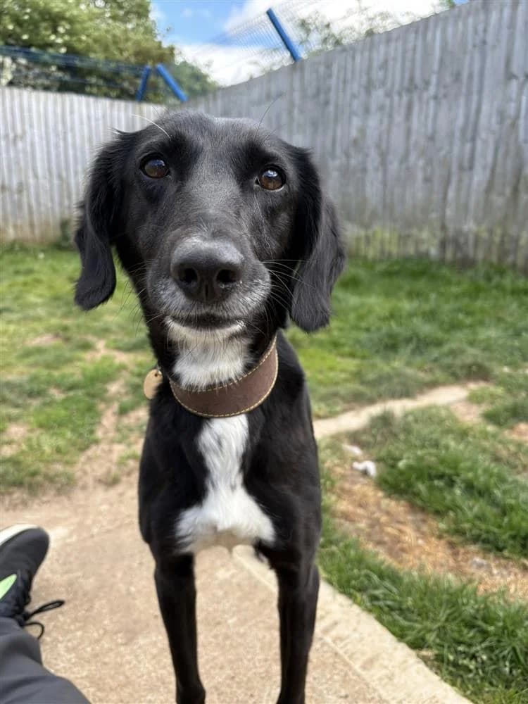 Sprout, female mixed breed for adoption at Bath Cats and Dogs Home