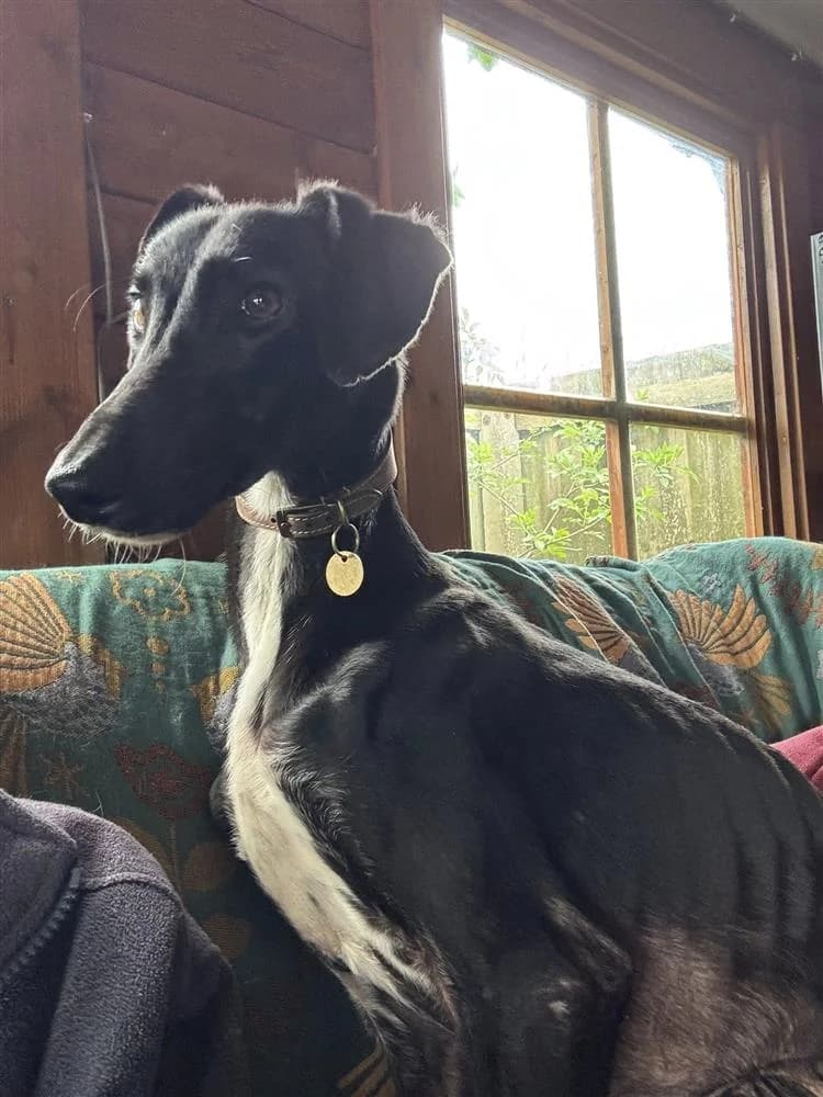 Bernard, male young Lurcher for adoption at Bath Cats and Dogs Home