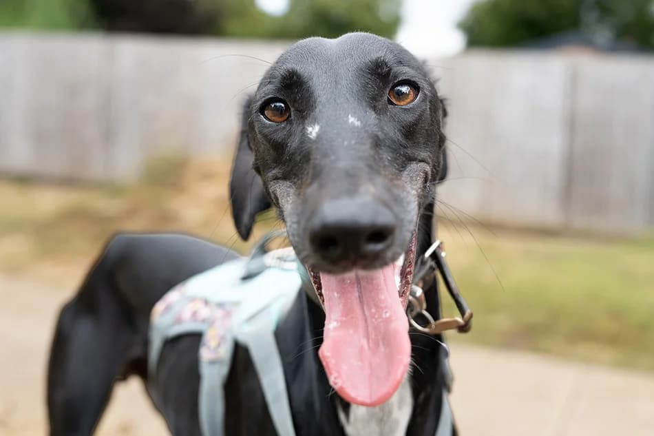 Bernard, male young Lurcher for adoption at Bath Cats and Dogs Home