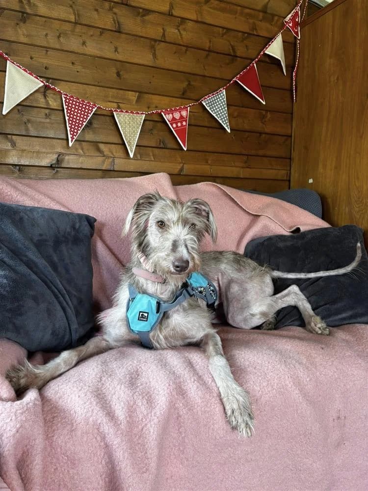 Raspberry, female 3yo mixed breed for adoption at Bath Cats and Dogs Home