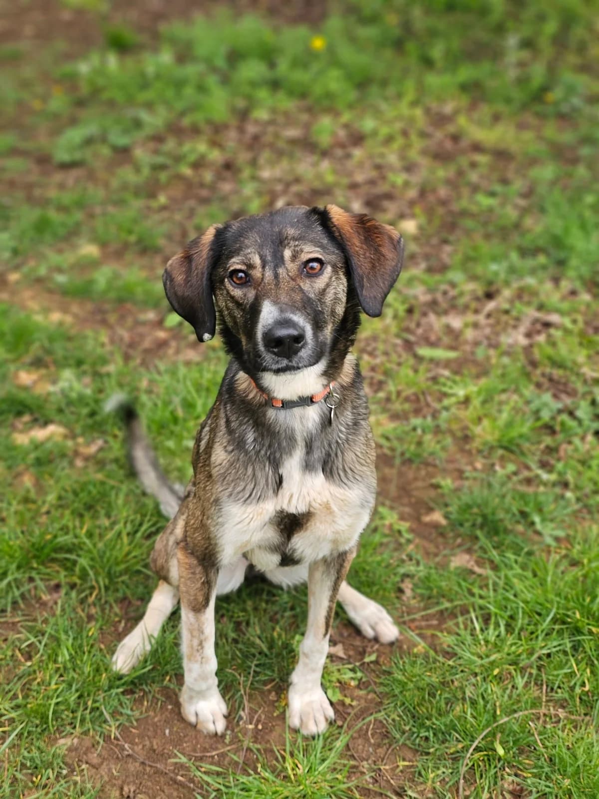 Matcha, female young mixed breed for adoption at Bath Cats and Dogs Home