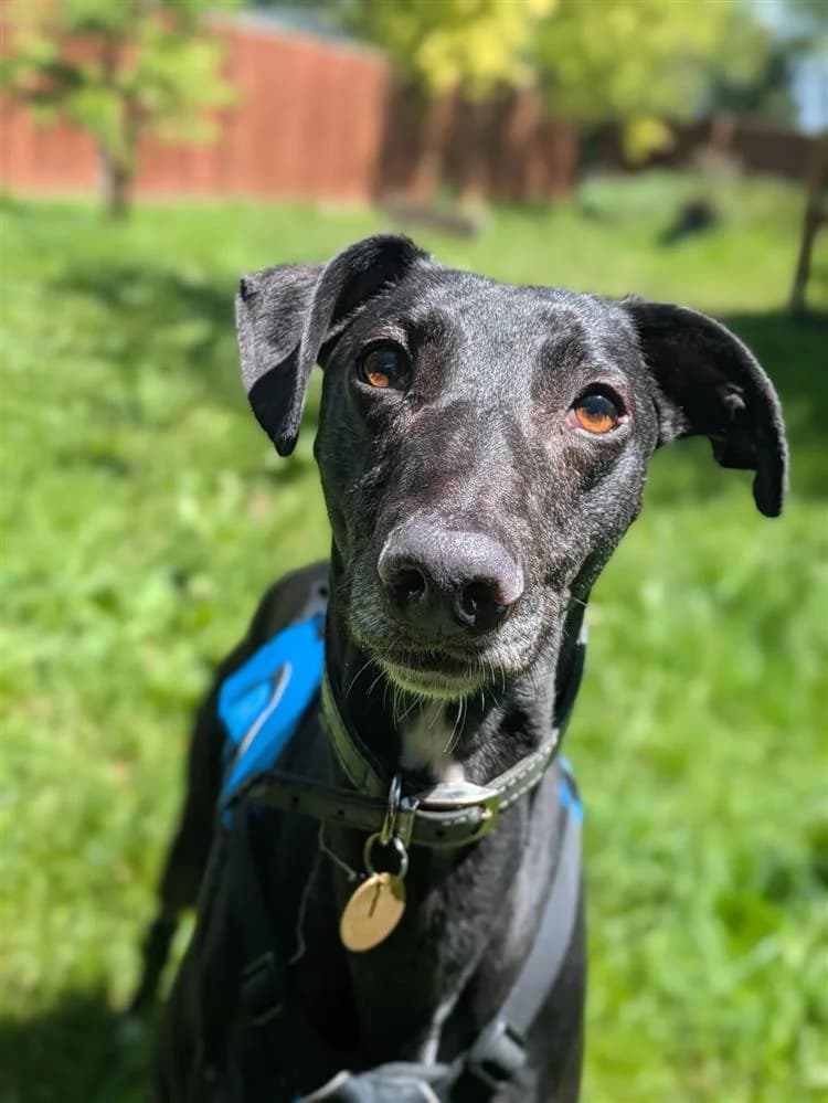 Earl, male young Lurcher for adoption at Bath Cats and Dogs Home