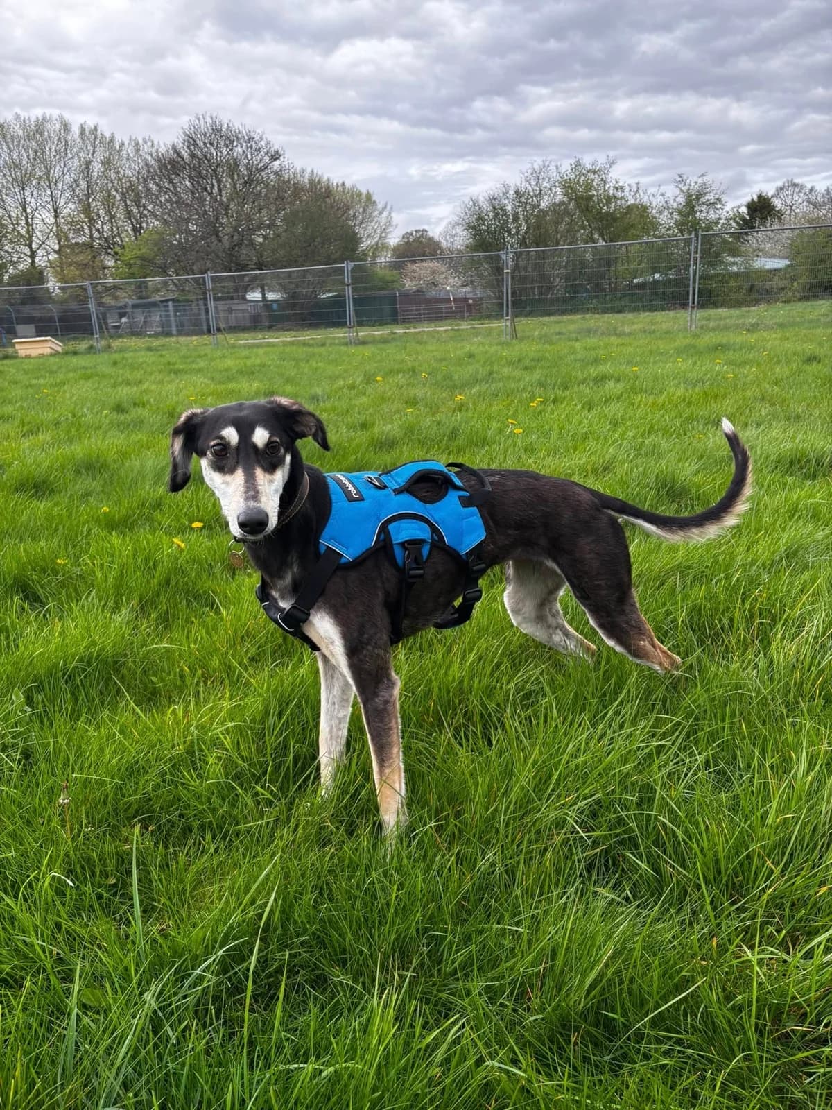 Chai, female young Lurcher for adoption at Bath Cats and Dogs Home