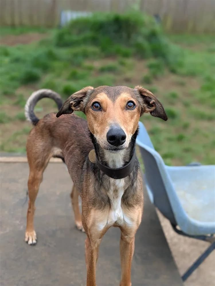 Copper, male young Lurcher for adoption at Bath Cats and Dogs Home