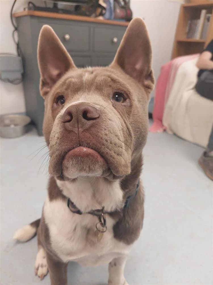 Mogwai, male puppy mixed breed for adoption at Bath Cats and Dogs Home