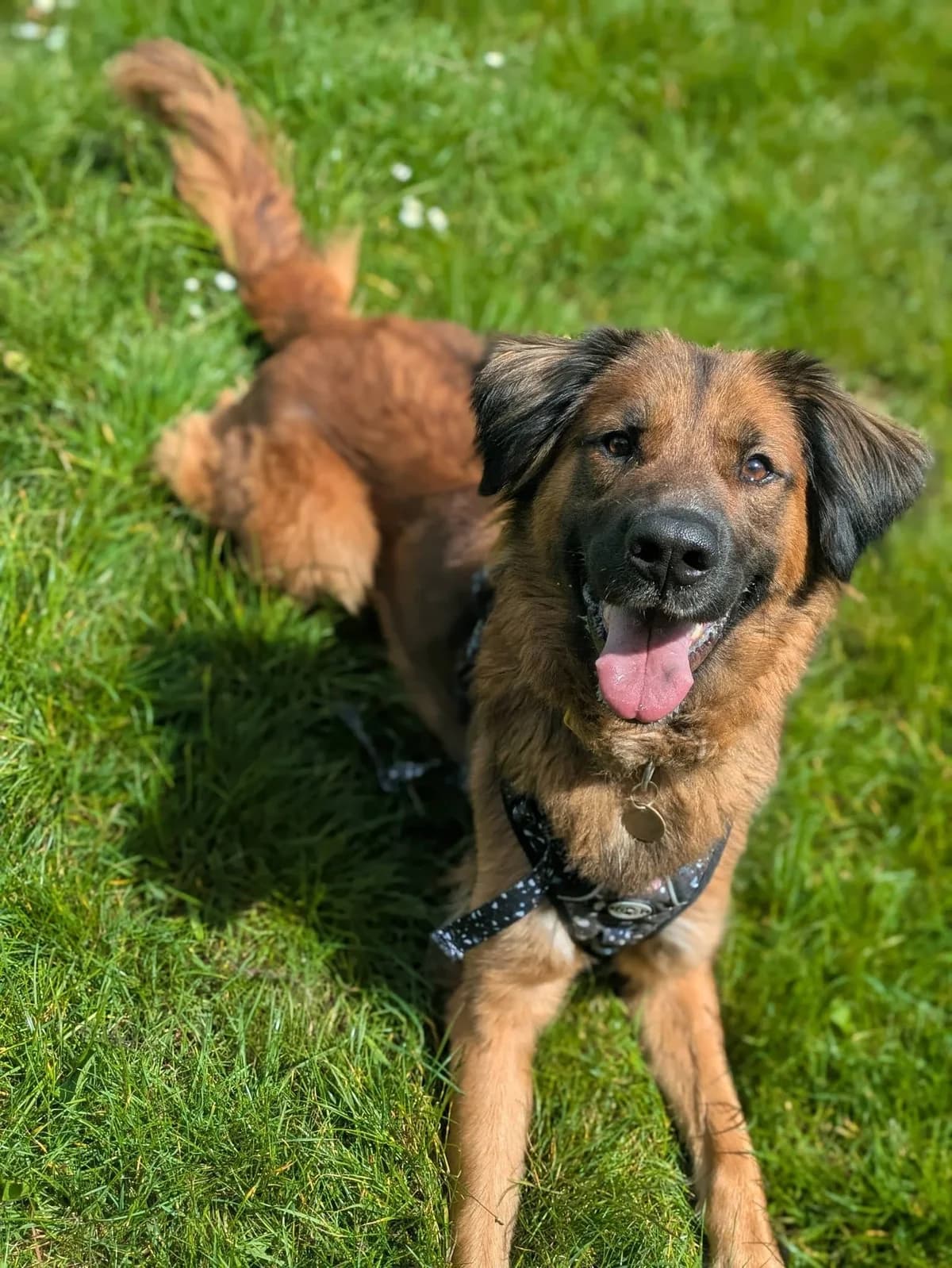 Sheba, female 3yo mixed breed for adoption at Bath Cats and Dogs Home