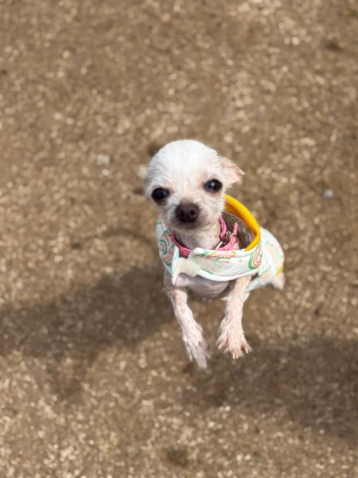 Dolly, female young Chinese Crested for adoption at Bath Cats and Dogs Home