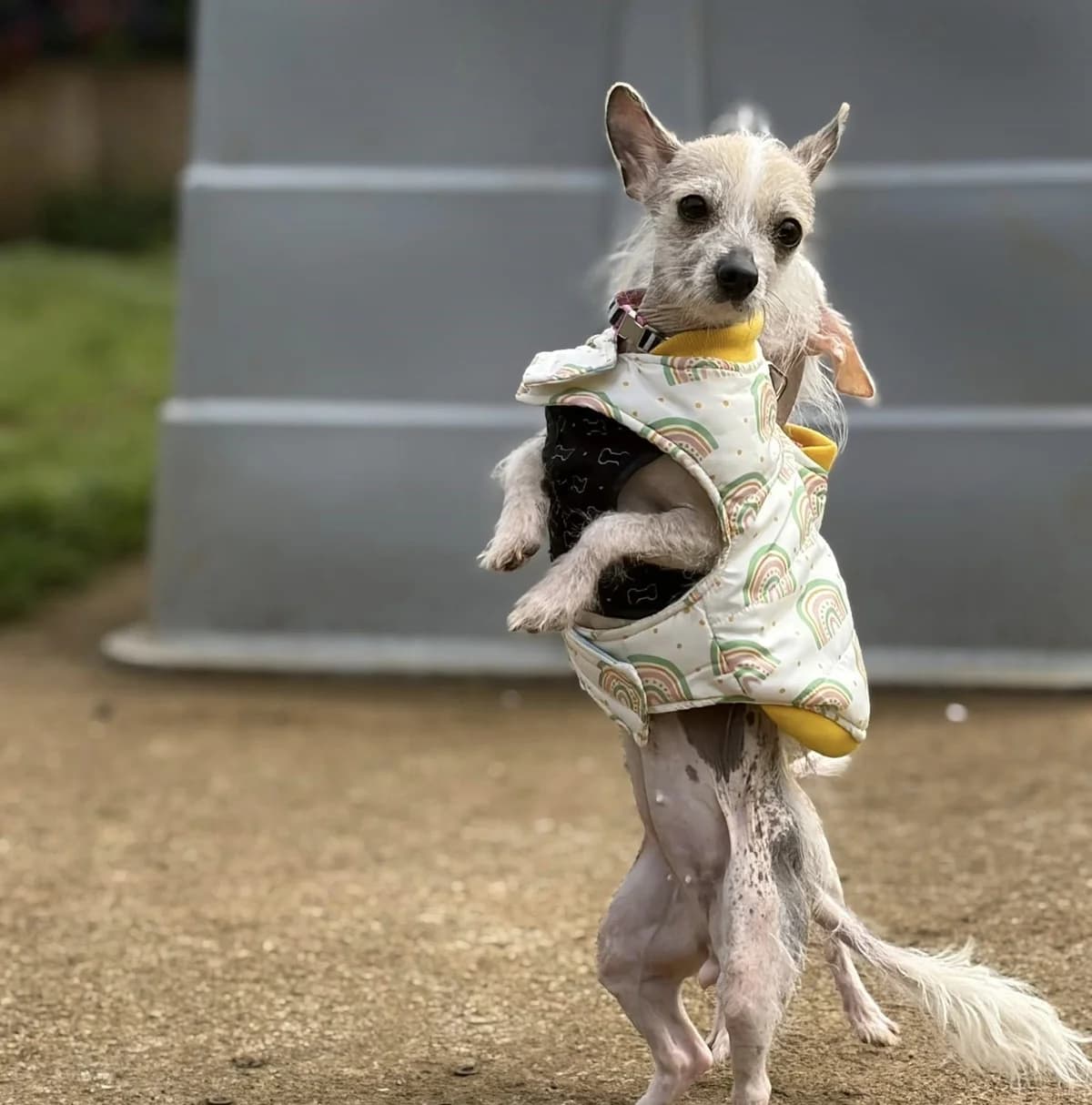 Brooke, female young Chinese Crested for adoption at Bath Cats and Dogs Home