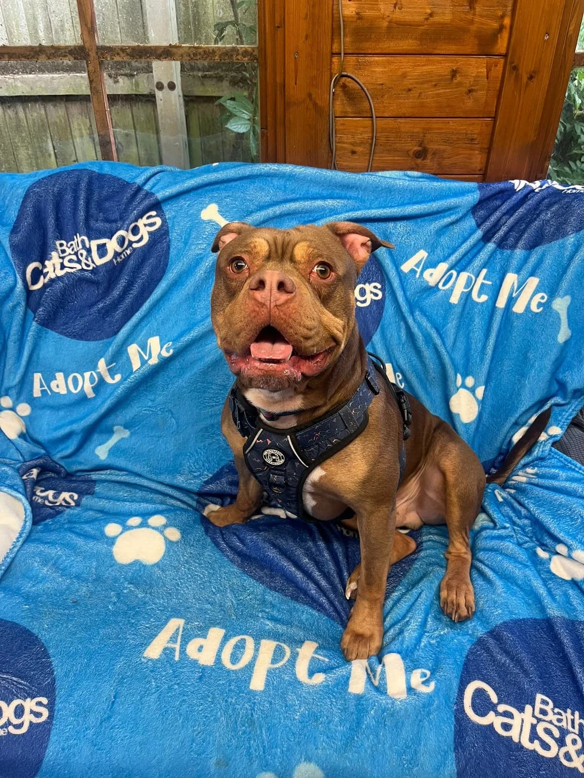 Hugo, male young English Bulldog for adoption at Bath Cats and Dogs Home