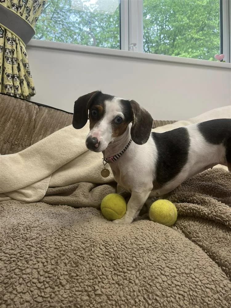 Roo, female young Dachshund for adoption at Bath Cats and Dogs Home