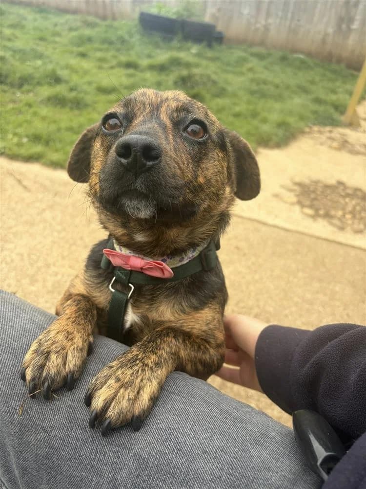 Summer, female young mixed breed for adoption at Bath Cats and Dogs Home