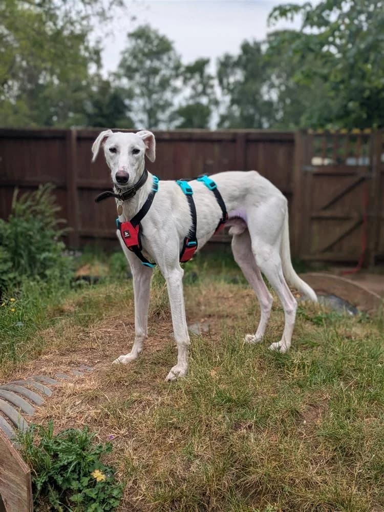 Plum, male 3yo Lurcher for adoption at Bath Cats and Dogs Home