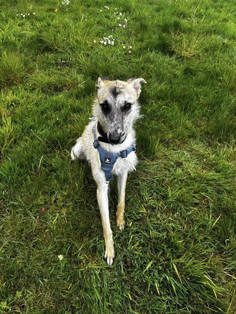 Kiwi, male young mixed breed for adoption at Bath Cats and Dogs Home