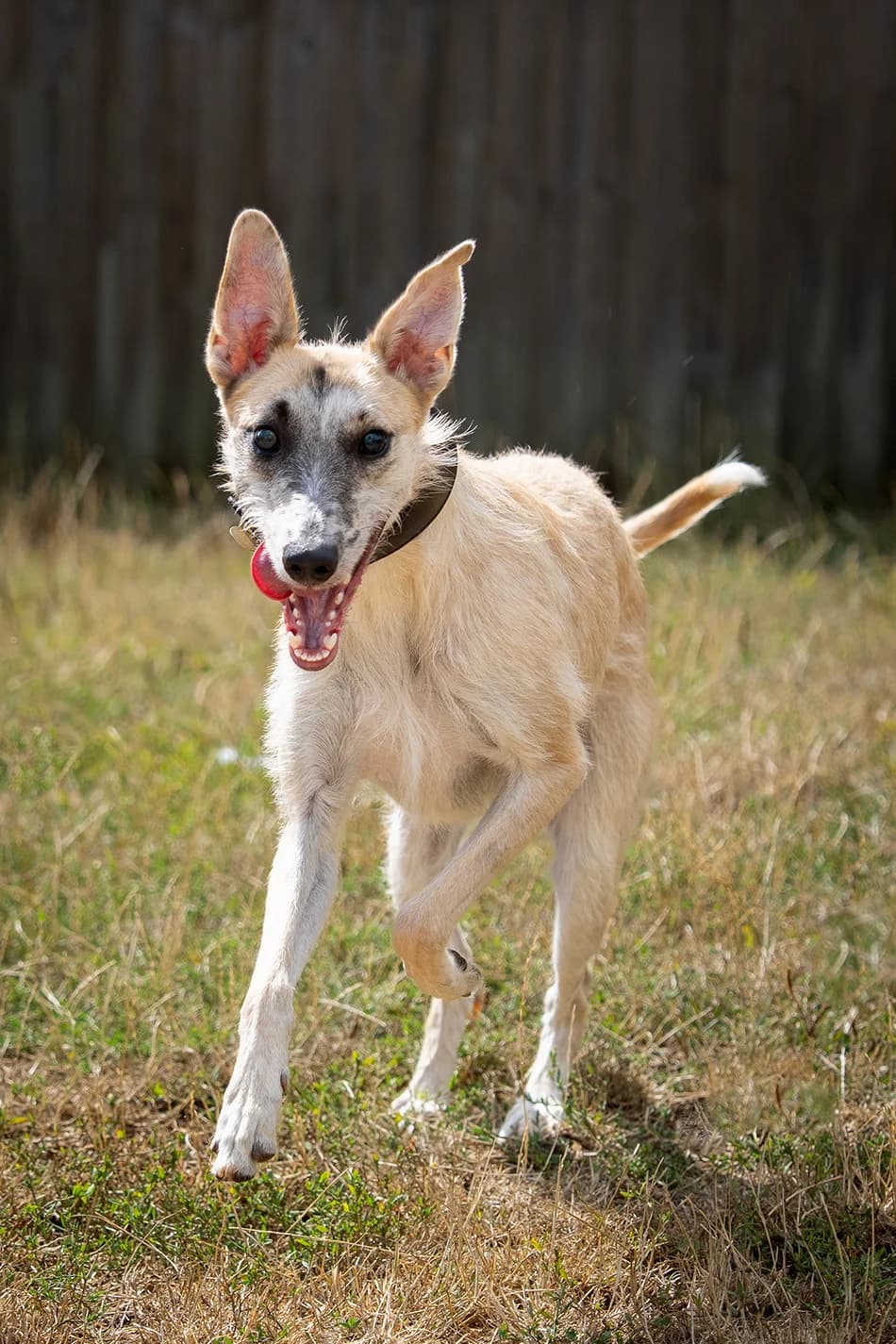 Kiwi, male young mixed breed for adoption at Bath Cats and Dogs Home