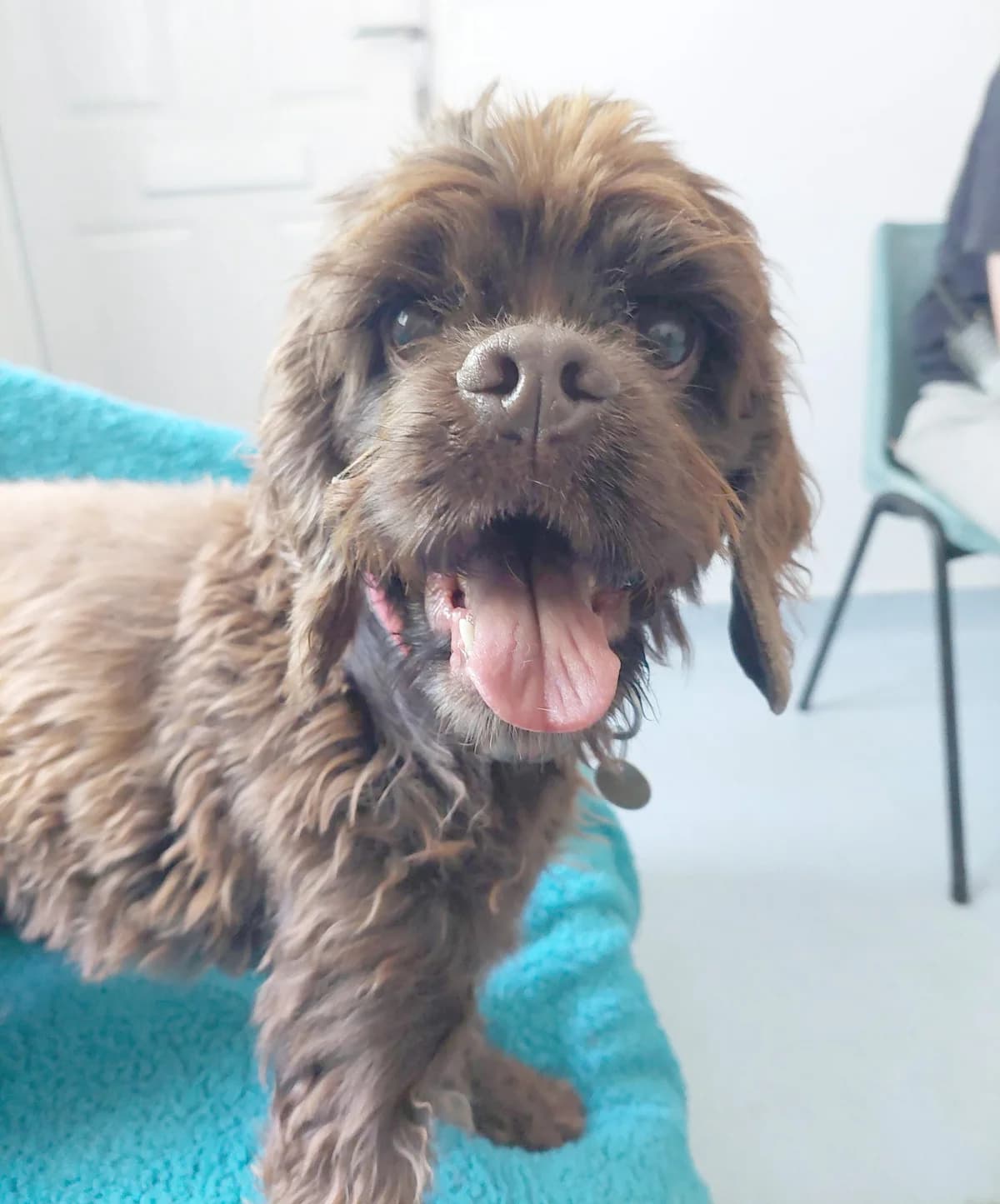 Cherry, female 5yo Cocker Spaniel for adoption at Bath Cats and Dogs Home