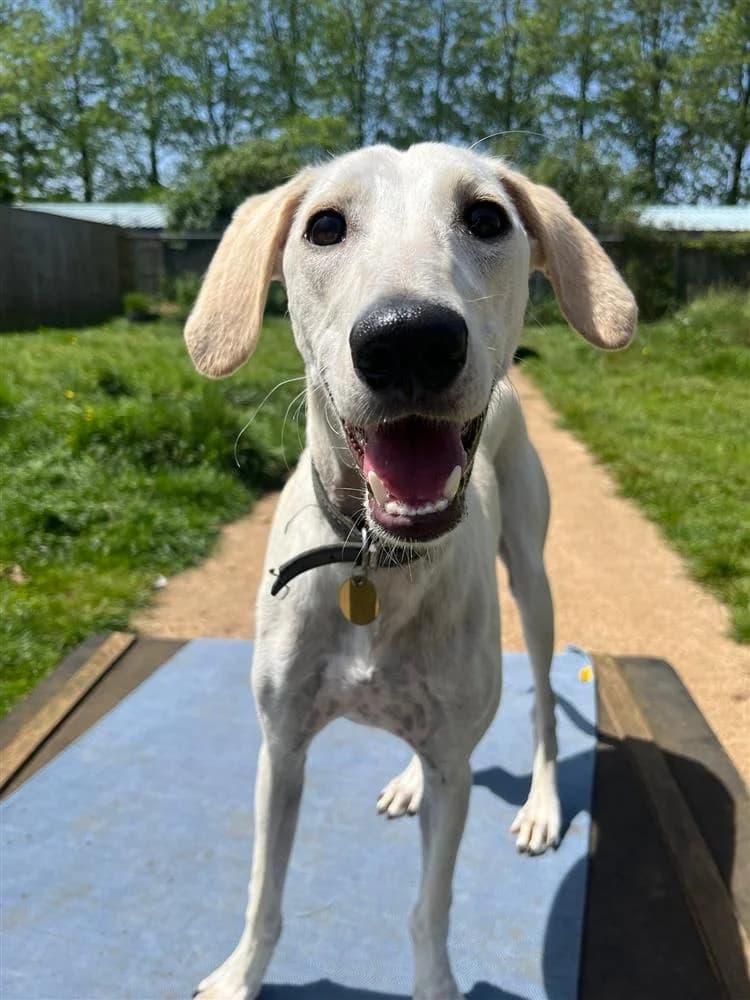 Baker, male puppy Lurcher for adoption at Bath Cats and Dogs Home