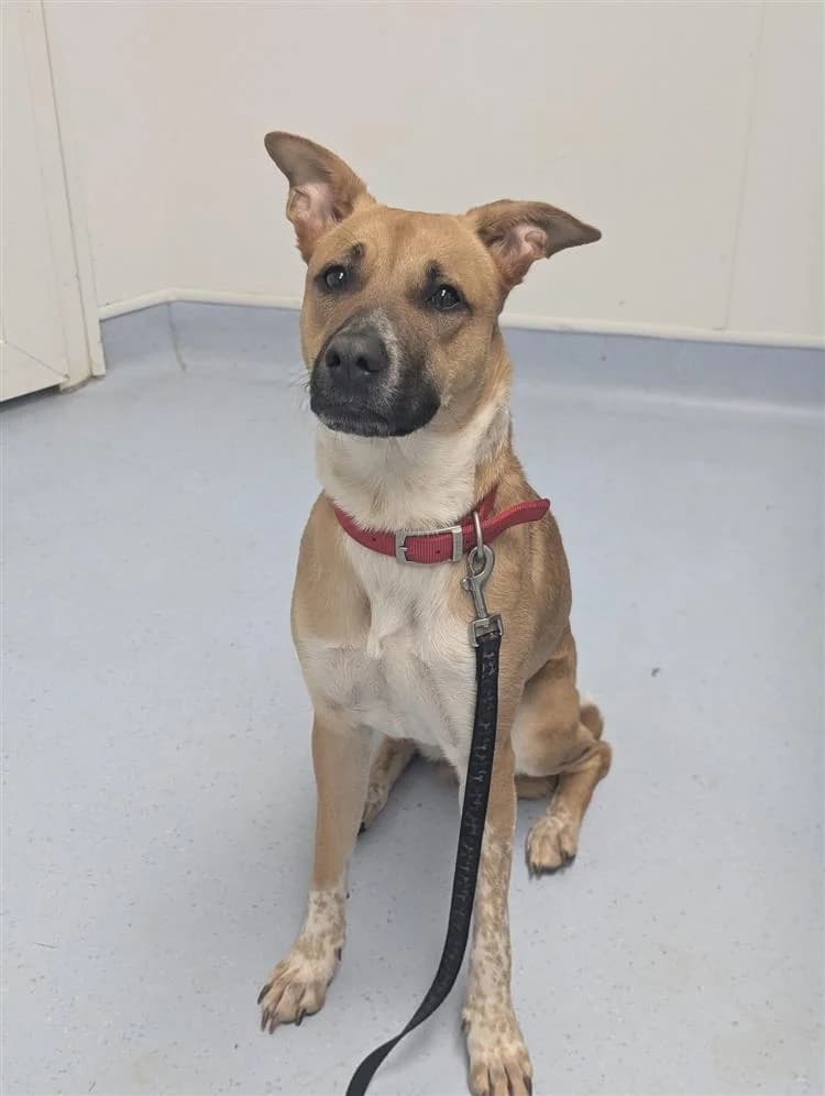 Lychee, female young American Staffordshire Terrier for adoption at Bath Cats and Dogs Home