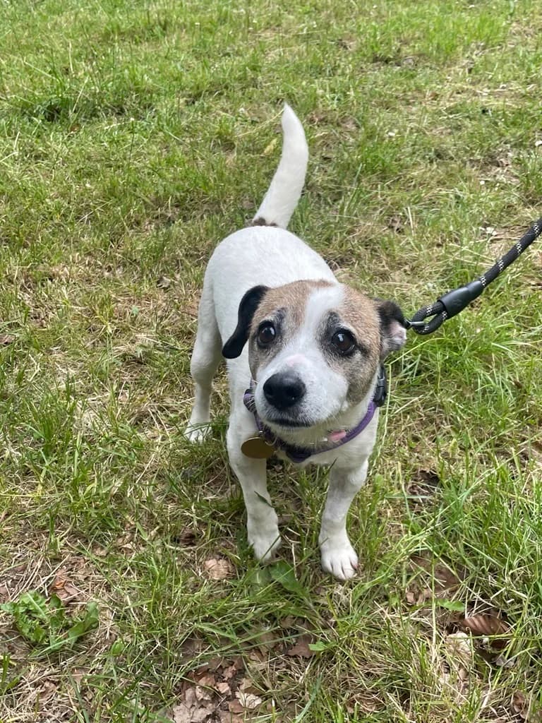 Pip, female 7yo Jack Russell Terrier for adoption at Bath Cats and Dogs Home
